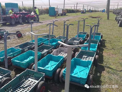 新西兰季节工厂工作推荐及延签攻略大放送